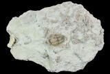 Spathacalymene Trilobite With Crystal Cephalopod (Composite) #120105-1